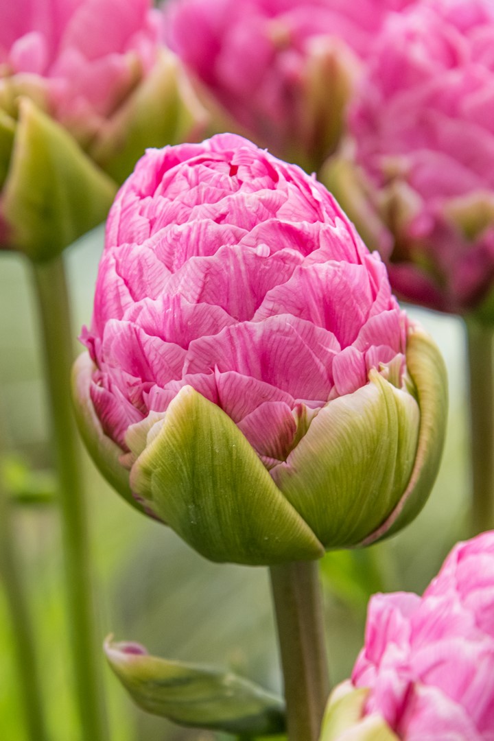 tulipan lodowy strawberry cream pełny różowy